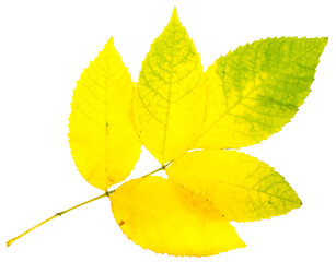 Wall Mural - autumn leaves.