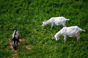 goats on the meadow