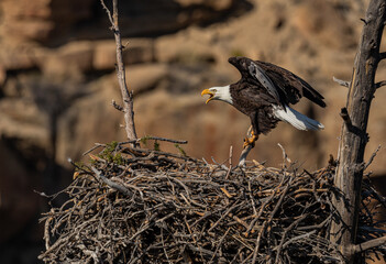 Bald Eagle on Nest
