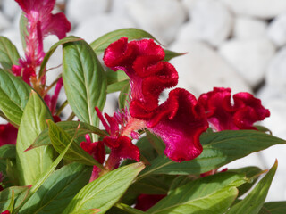 Poster - Célosie ou amarante 'crête de coq' - Celosia argentea cristata - à fleurs en épis rose foncé ondulées, veloutées aux longues feuilles pointues vert-clair