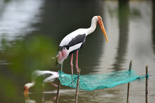 Storks, A Large, Long-legged, Long-necked Wading Birds With Long, Stout Bills