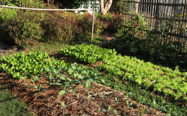 Wall Mural - Young organic Chinese kale, green oak  and other vegetable growing in backyard garden.