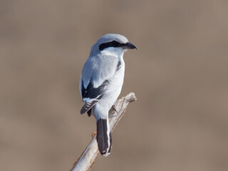 great grey shrike (lanius excubitor)