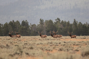 Wall Mural - Four Elk Bulls Stand At Attention