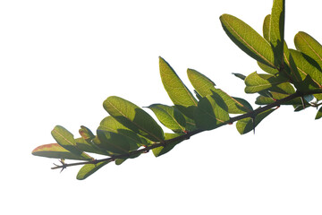 Wall Mural - Green tree branch on a white background