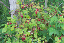 Wild Raspberry Bushes Growing In The Forest With Red Berries