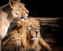 A Lion Family Resting In The Sun Father Mother And Cub