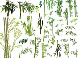 Fototapeta Sypialnia - isolated large set of dark green bamboo branches