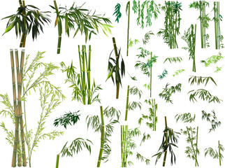 Wall Mural - isolated large set of dark green bamboo branches