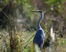 Closeup Shot Of A Great Blue Heron Walking In A Grass