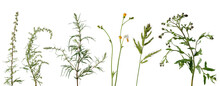 Many Wild Meadow Plants With Flowers And Leaves On White Background