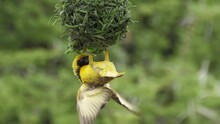 Male Yellow Masked Weaver Bird Builds And Advertises Nest To Females