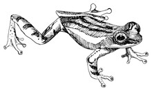 Line Drawing Of Frog