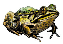 Frog Drawn In Watercolour And Ink