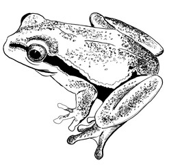 line drawing of frog