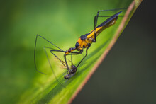 Selective Focus Of A Milkweed Assassin Bug Killing A Fly On A Leaf With A Blurry Background