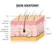 Human Skin anatomy isolated on white background. vector illustration
