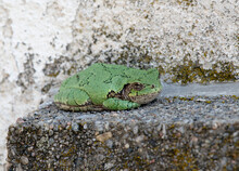 Gray Tree Frog Sitting On A Stone Window Ledge. Ever Adapting To Their Surroundings, Her Pattern Helps Her Blend Into The Texture Of The Wall And Ledge. Even Her Eyes Match The Wall Pattern.