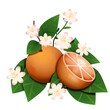 Owoce pomarańczy na gałązce z kwiatami i liśćmi. Botaniczna kompozycja egzotycznych owoców.