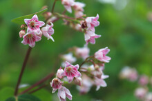 Macro Of Delicate Pink Flowers On Spreading Dogbane