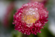 Close Up Of A Red Daisy Covered With Ice In Springtime
