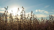 © mailsonpignata - soybean dry plantation with sky on the horizon sunset view