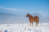 Fototapeta Konie - A single, wild brown horse stands in a snowy landscape