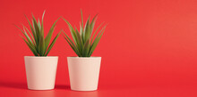 Two Artificial Cactus Or Plastic Plant Or Fake Tree On Red Background.no People