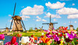 Beautiful colorful spring landscape in Netherlands, Europe. Famous windmills in Kinderdijk village with tulips flowers flowerbed in Holland. Famous tourist attraction in Holland