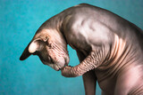 Fototapeta Konie - Canadian Sphynx cat sitting and washing his face with a paw against a blue wall. A bald muscular cat with wrinkled skin close-up. Hypoallergenic unusual beautiful pets at home. Place for your text.