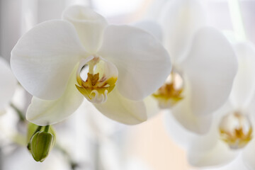  blooming orchid on a light background