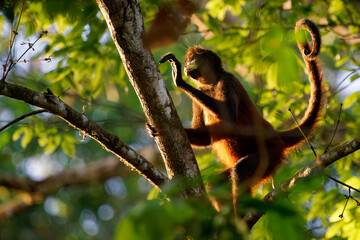 Wall Mural - geoffroys spider monkey - ateles geoffroi also black-handed spider monkey or the central american sp