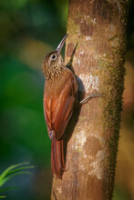 Cocoa Woodcreeper - Xiphorhynchus Susurrans Passerine Bird In The Ovenbird Family, Formerly Subspecies Of The Buff-throated Woodcreeper (X. Guttatus), Brown Long Billed Bird