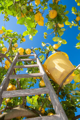 Wall Mural - Lemon harvest time: wooden ladder and a pail on a citrus grove during harvest time in Sicily