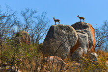 Klipspringers (Oreotragus Oreotragus) On Rocky Outcrops, H10 Road, Kruger National Park, South Africa.