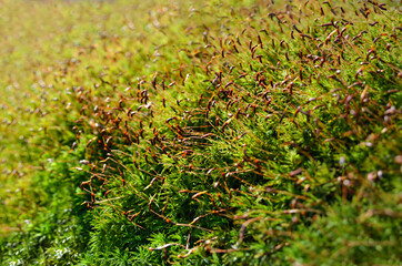 Young, green moss in the forest close up