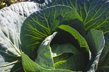 Green cabbage in bright contrasting light. Farming and harvesting. Planting plants in the garden