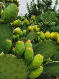 Fototapeta Tęcza - Vertical cactus photo, Green yellow photos, 
Prickly fig, prickly pear and chives