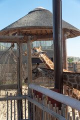 Canvas Print - Vertical shot of two adorable giraffes in Dubai Safari park under the blue sky