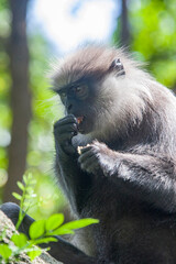 Wall Mural - The purple-faced langur (Semnopithecus vetulus) is eating food, a species of Old World monkey endemic to Sri Lanka. It is a long-tailed arboreal species, identified by a mostly brown dark face.