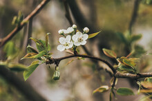 White Spring Pear Blossom Flowers On Tree Branch