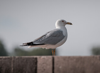 seagull on a pier