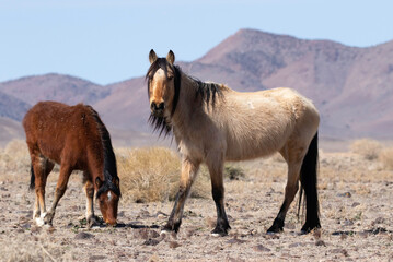 horse and foal
