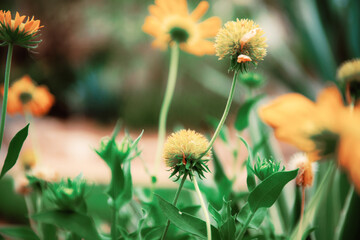Wall Mural - Yellow of head flower in park.
