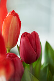 Fototapeta Tulipany - beautiful flowers red tulips and green leaves close up