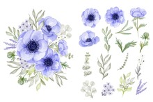 Isolated Elegant Purple Anemone Flower Leaves Collection