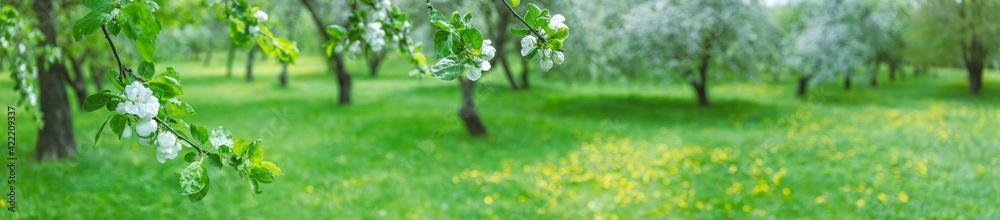 blooming apple trees in spring. panoramic landscape photo of apple orchard - obrazy, fototapety, plakaty 