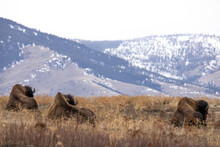 The Contours Of These Bisons' Backs Somehow Matches The Hill Behind