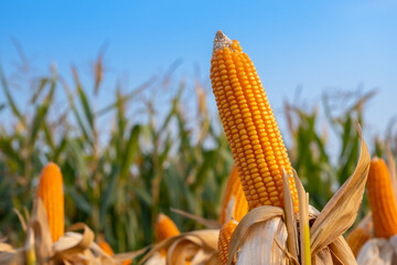 yellow ripe corn on stalks for harvest in agricultural cultivated field in the day