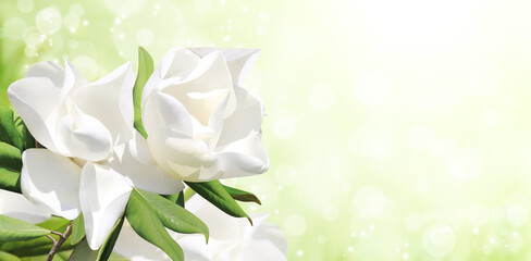 Poster - Horizontal banner with beautiful magnolia flowers